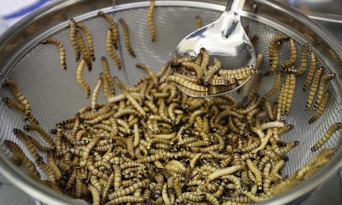 Tataristan Bakanı, yemek için böcek yetiştirmeyi düşünmeyi önerdi
