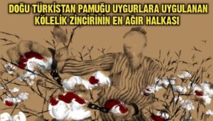 Doğu Türkistan pamuğu Uygurlara uygulanan kölelik zincirinin en ağır halkası